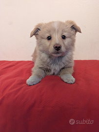 Billy cucciolo di piccola taglia