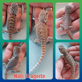 Pogona vitticeps. draghi barbuti 15 agosto