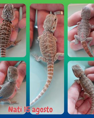 Pogona vitticeps. draghi barbuti 15 agosto