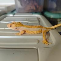 Un maschio Lilly White femmina Extreme Harley