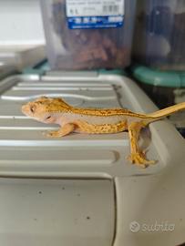 Un maschio Lilly White femmina Extreme Harley