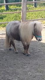 Pony intero di 4 anni