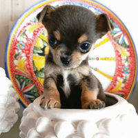 Cucciola Chihuahua