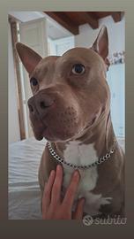 Pitbull blue nose silver