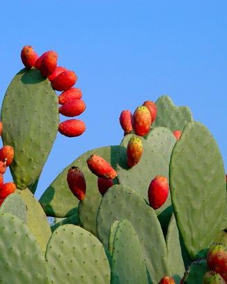 10 talee fico d'india bio siciliano 
