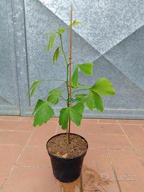 Pianta Ginkgo Biloba h 35 40cm vaso 14