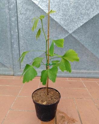 Pianta Ginkgo Biloba h 35 40cm vaso 14