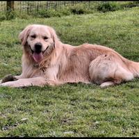 Golden Retriever disponibile accoppiamento monta
