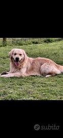 Golden Retriever disponibile accoppiamento monta