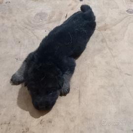 Cane pastore tedesco