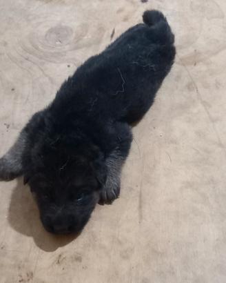 Cane pastore tedesco