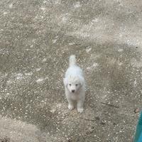 Cuccioli di pastore abruzzese