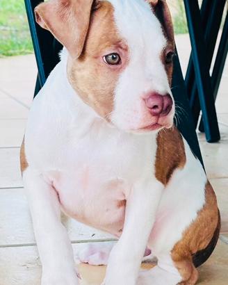 Pitbull red nose