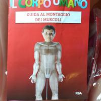 CORPO UMANO MUSCOLATURA 