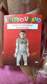 CORPO UMANO MUSCOLATURA 