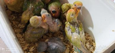 Pappagalli inseparabili