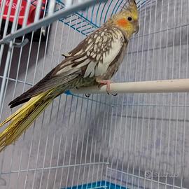 Disponibile calopsite di 10 mesi