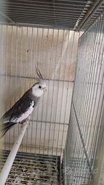 N. 2 maschi di calopsite