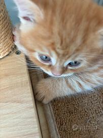 Scottish Fold e straight