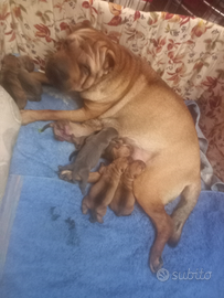 Cuccioli shar pei