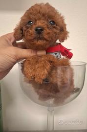 Barbkncino mini toy