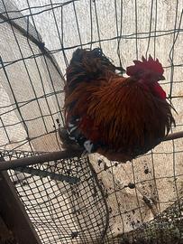 Gallo e quattro galline cocincina