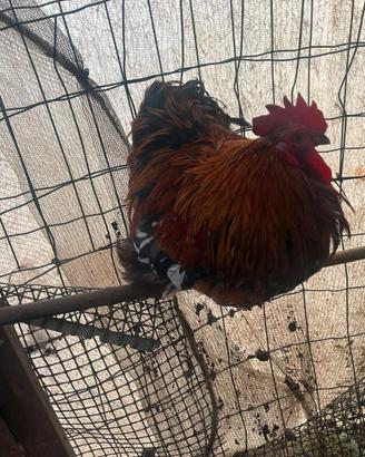 Gallo e quattro galline cocincina