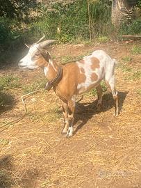 Capra