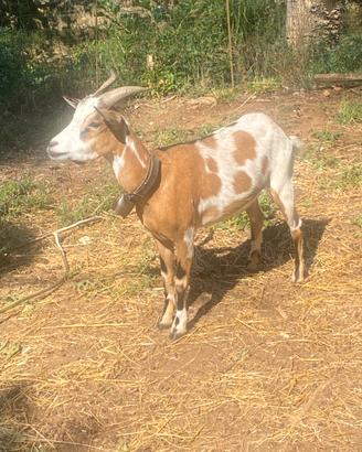 Capra