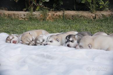 Siberian husky cuccioli