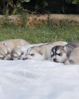 Siberian husky cuccioli