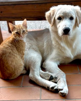 Cane meticcio