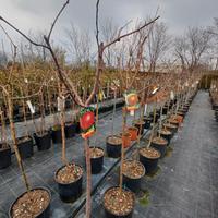 piante da frutto, frutti di bosco viti da tavola 