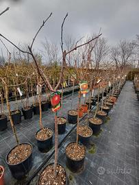 piante da frutto, frutti di bosco viti da tavola 