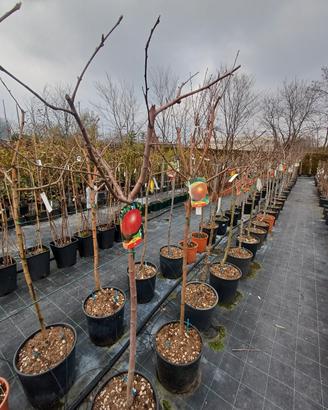 piante da frutto, frutti di bosco viti da tavola 