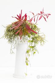 Composizione Rhipsalis Red Coral e Pilocarpa