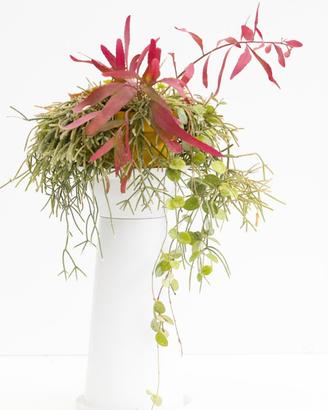 Composizione Rhipsalis Red Coral e Pilocarpa
