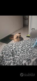 american bully