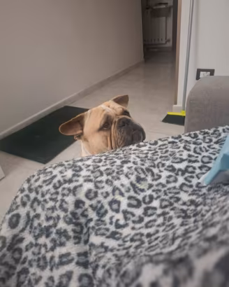 american bully