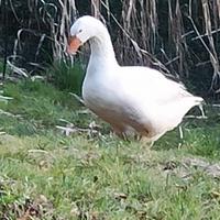 Oca romagnola
