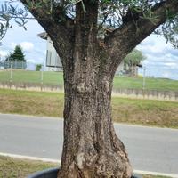 Olivo Bonsai importato dalla Spagna