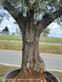 Olivo Bonsai importato dalla Spagna