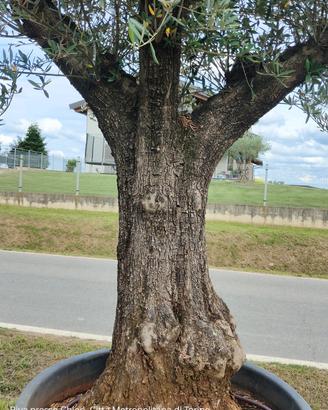 Olivo Bonsai importato dalla Spagna