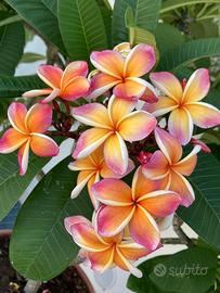Frangipane plumeria