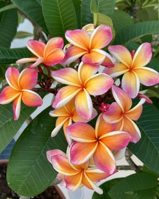 Frangipane plumeria