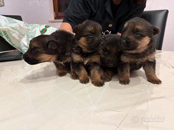 Cuccioli di pastore tedesco con pedigree