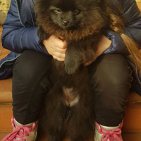 Volpino della Pomerania