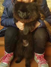 Volpino della Pomerania