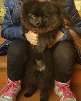 Volpino della Pomerania