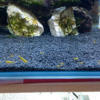 Neocaridine Yellow Fire Neon